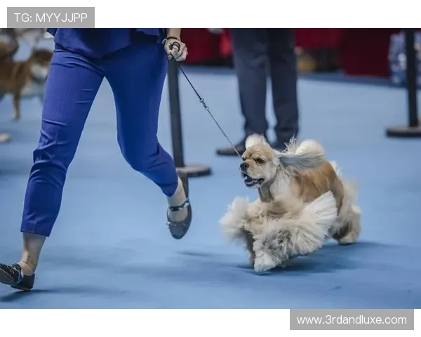 万狗体育如何打造专业化的宠物运动赛事平台